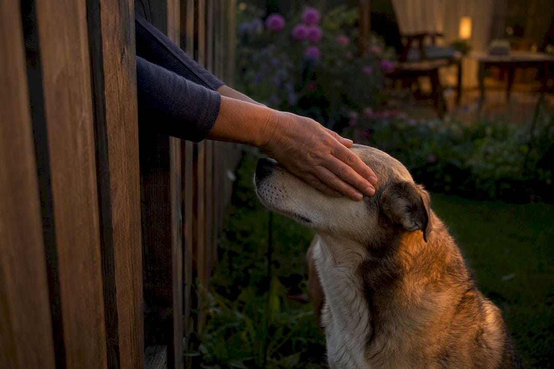 Hands petting dog through fence